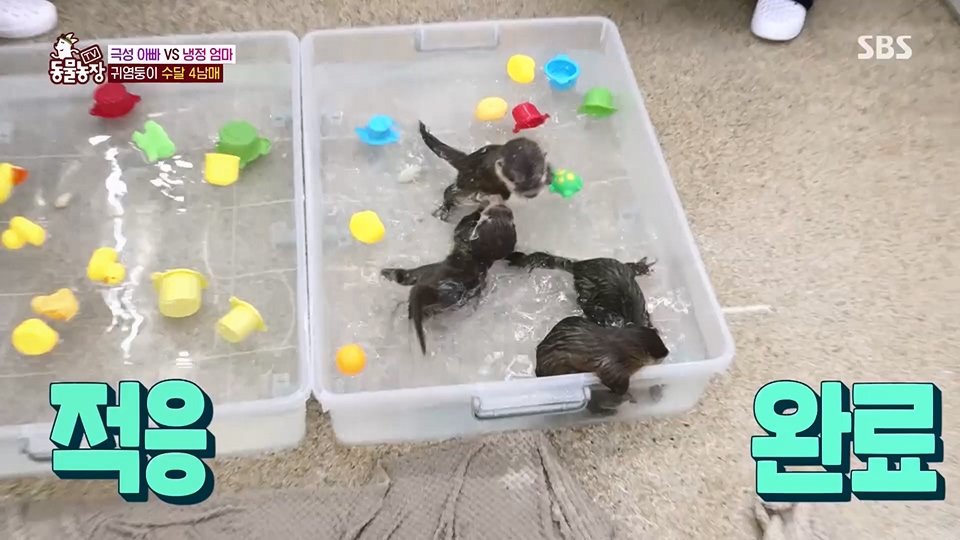 TV 동물농장.E1128.230709p.H264-F1RST.mp4_20230709_183612.677.jpg