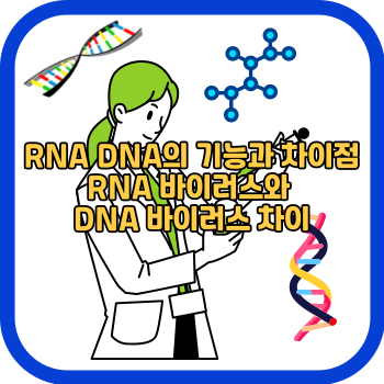 RNA DNA의 기능과 차이점 RNA 바이러스와 DNA 바이러스 차이