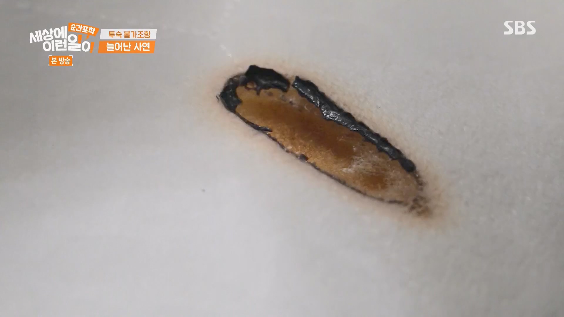순간포착 세상에 이런일이.E1246.230916p.H264-F1RST.mp4_20230917_171130.246.jpg