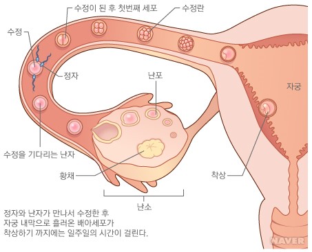 수정과 착상