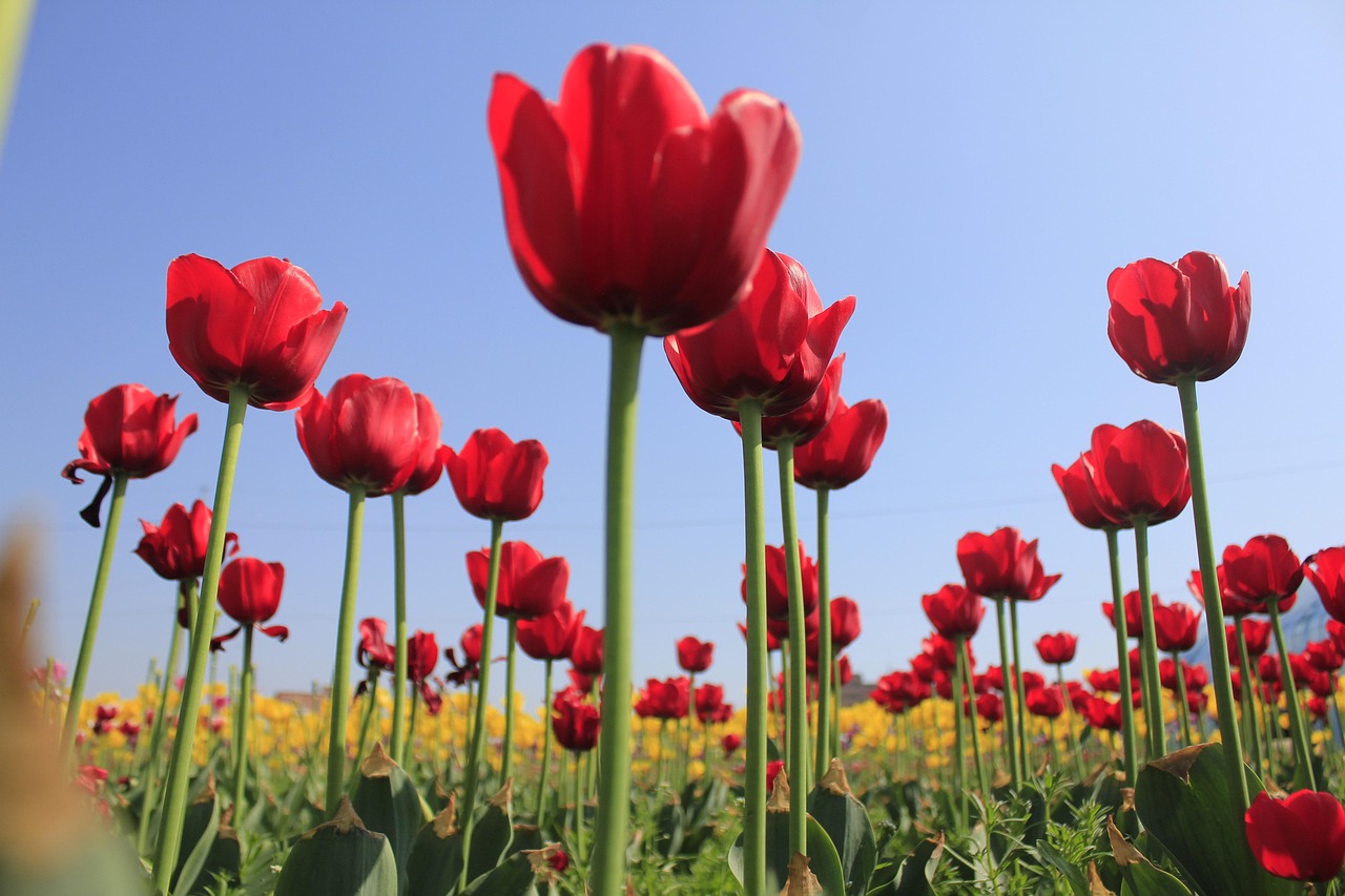 봄꽃 축제 튤립 관련 사진