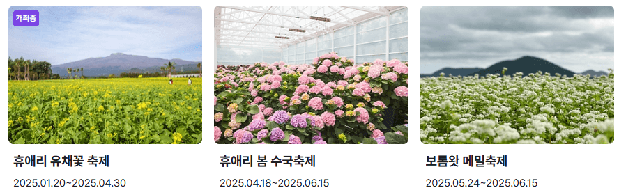 제주도 꽃축제 일정