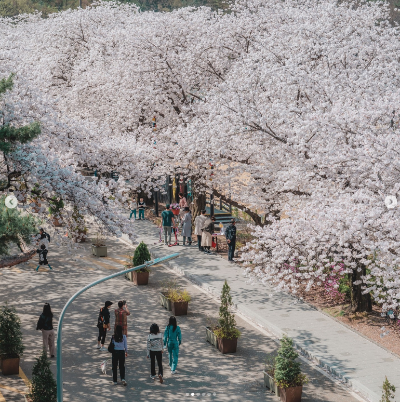 렛츠런파크-벚꽃축제