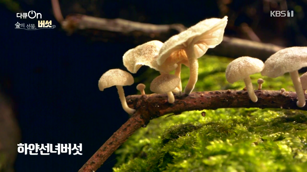 다큐 온.E227.231120p-NEXT.mp4_20231121_201853.044.jpg