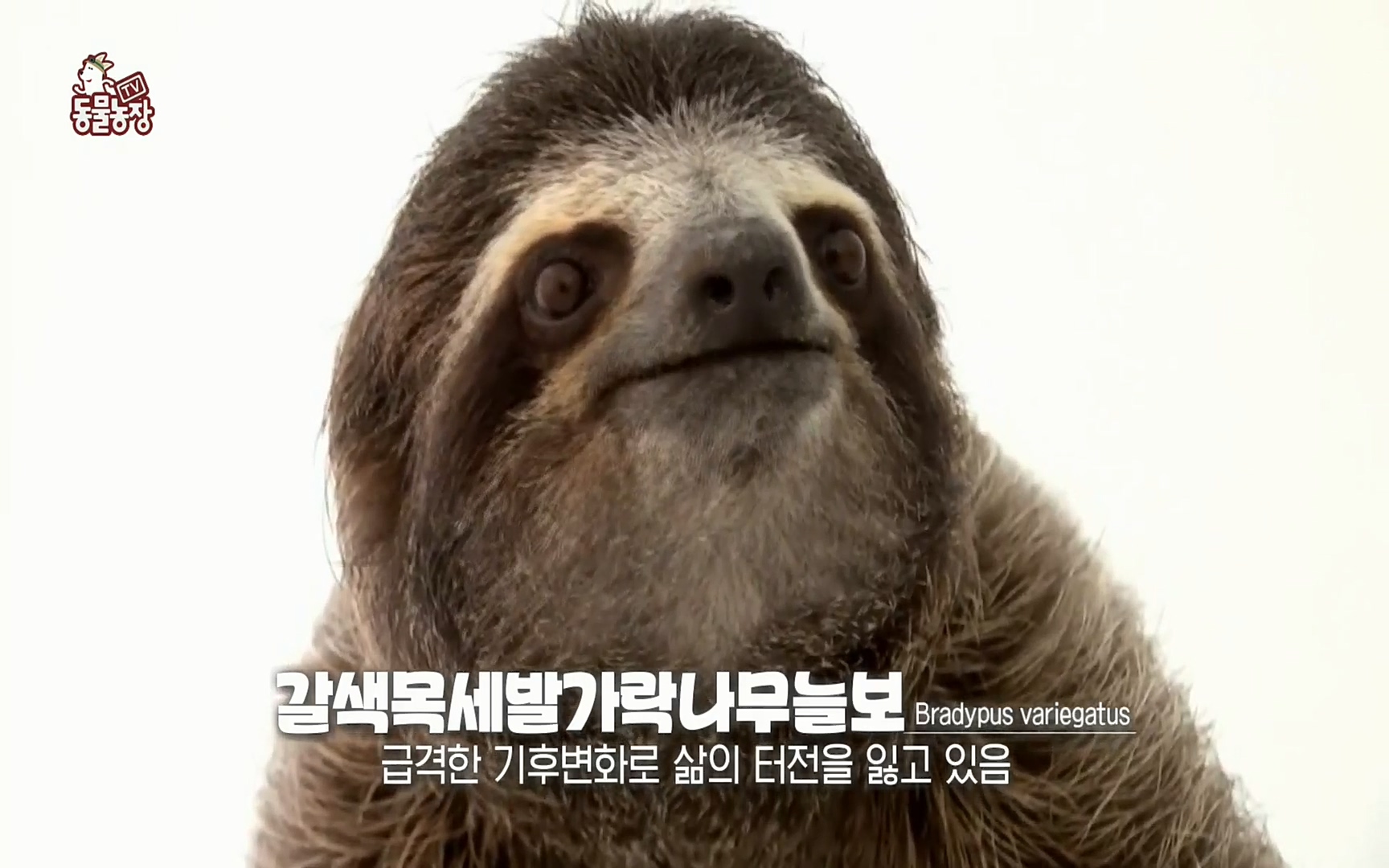 TV 동물농장.E1066.220424p.H264-F1RST.mp4_20220424_194519.204.jpg