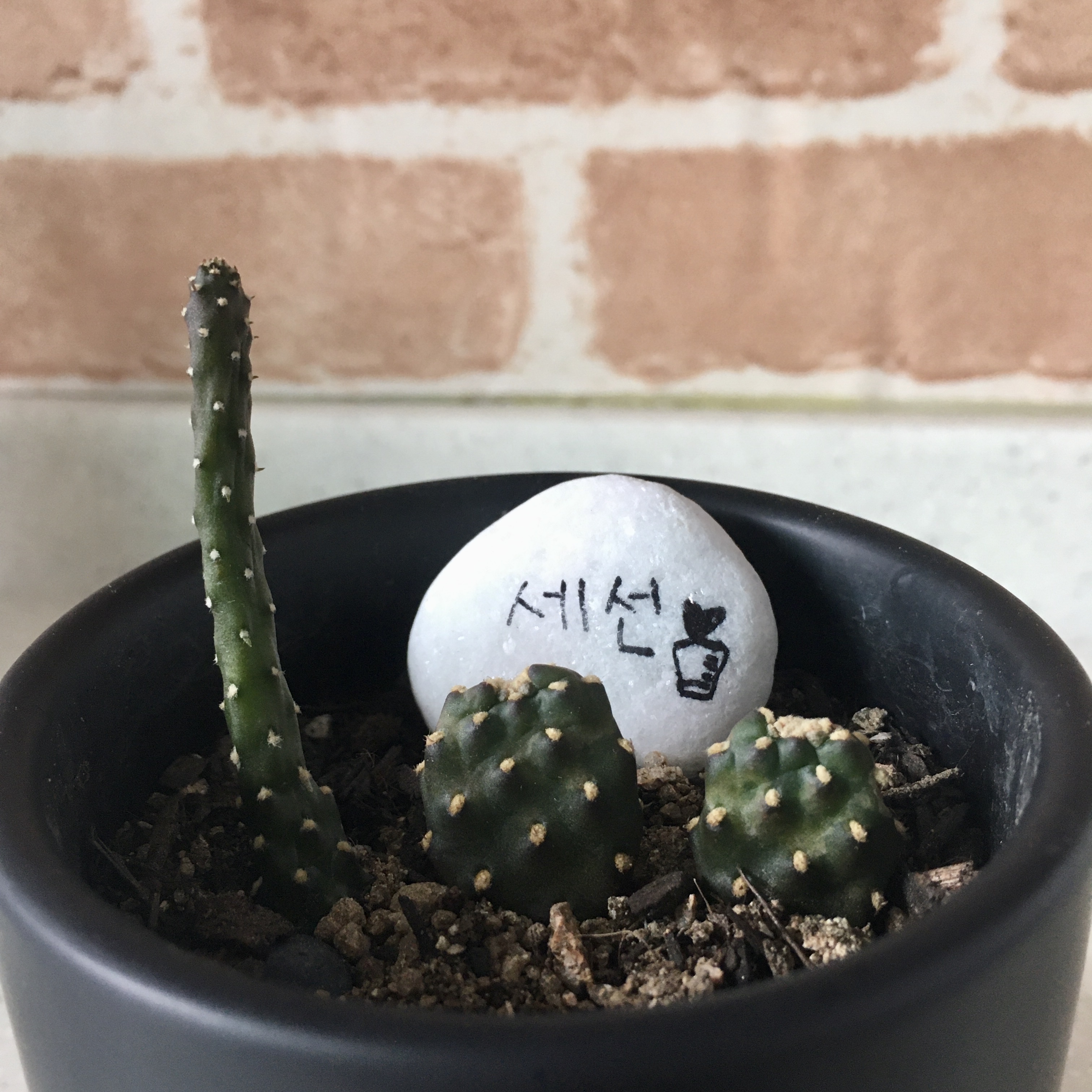  선인장 무름병과 만세 선인장 번식 시키기