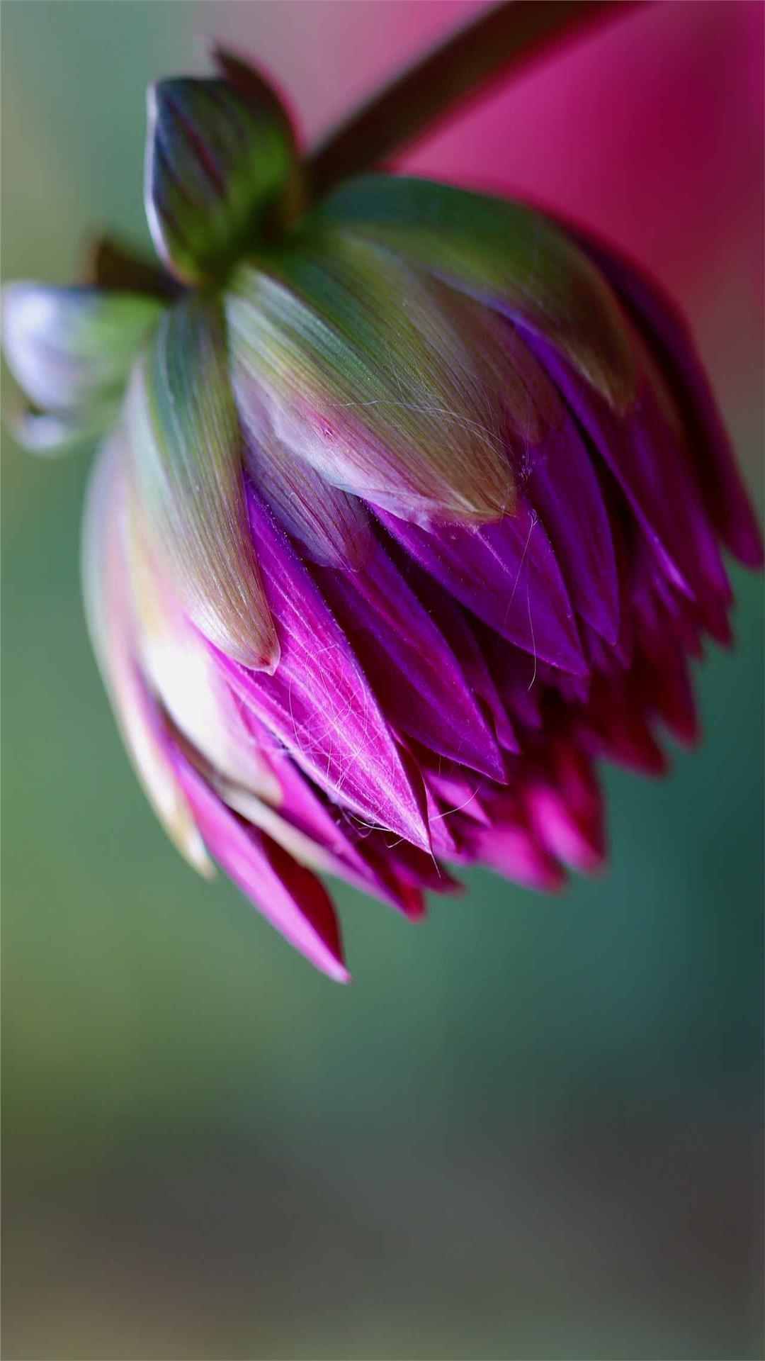 Dahlia Flower iPhone Wallpaper