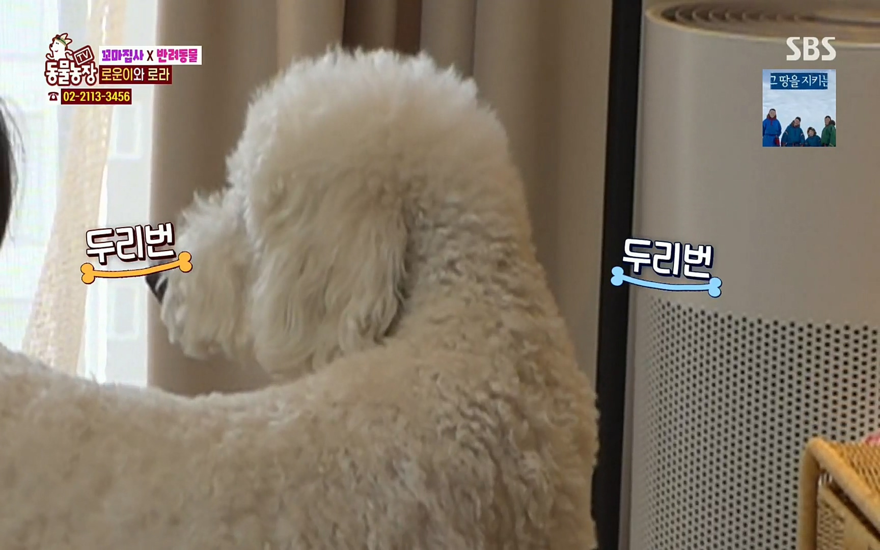 TV 동물농장.E1061.220320p.H264-F1RST.mp4_20220320_183611.619.jpg