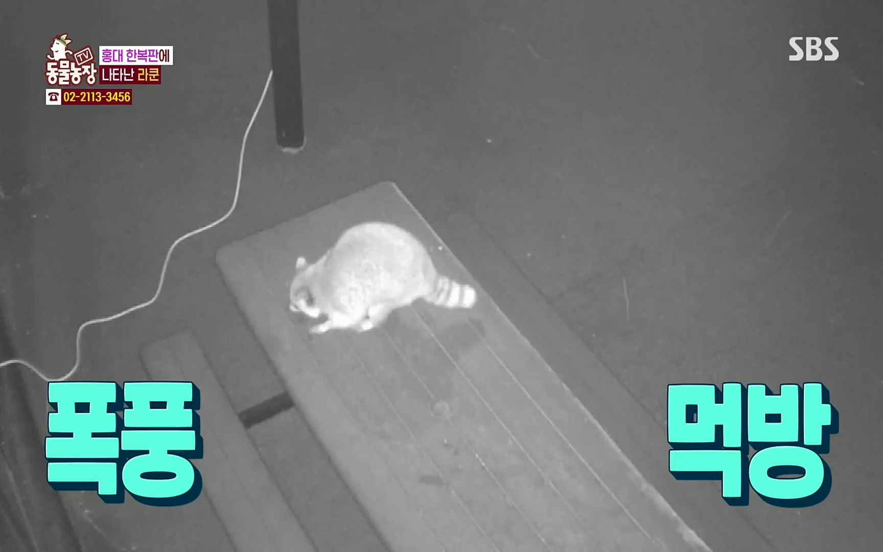 TV 동물농장.E1066.220424p.H264-F1RST.mp4_20220424_201024.791.jpg