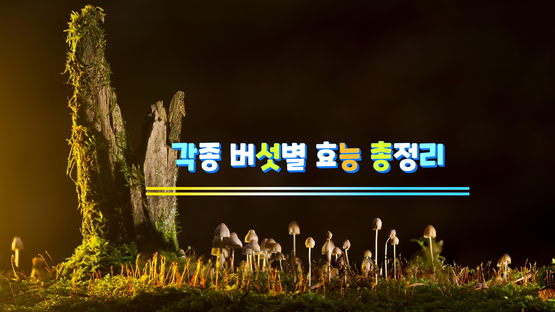 각종 버섯별 효능 총정리