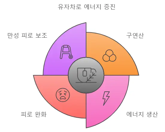 피로 회복 효능의 유자차