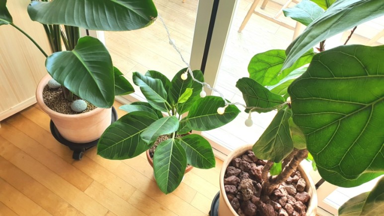 식물 인테리어로 뱅갈고무 나무 키우기 집에서 키우는 거실 반려 12