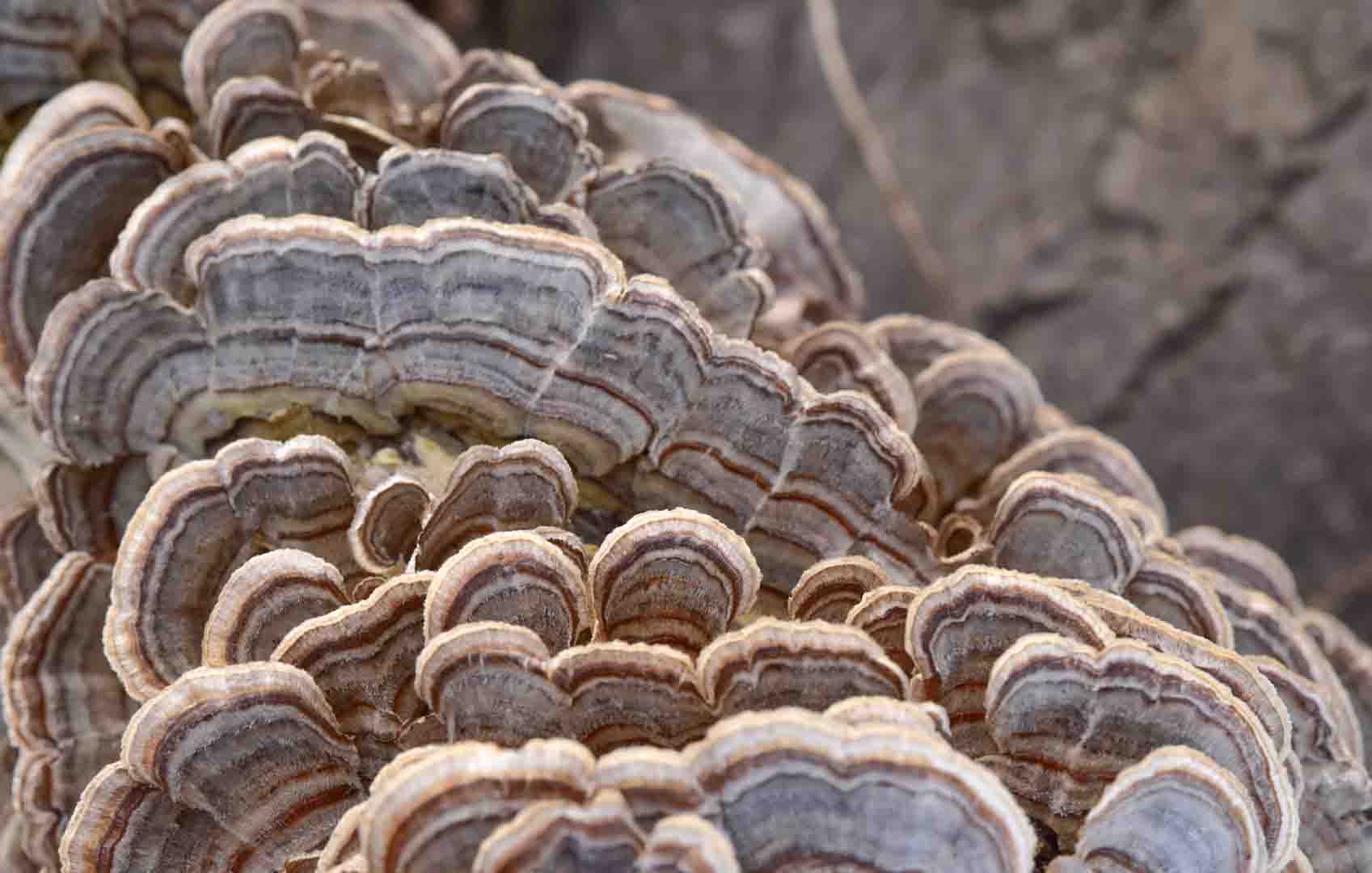 말굽버섯만-여러개-있는사진