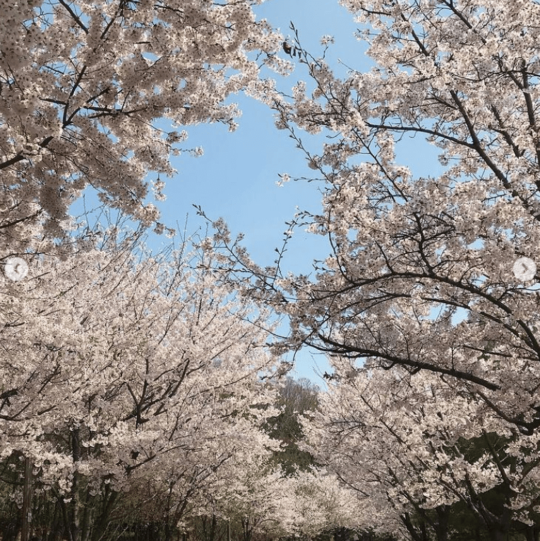 보라매공원 벚꽃길
