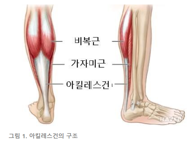 아킬레스건의 구조 - 출처 : 네이버지식백과