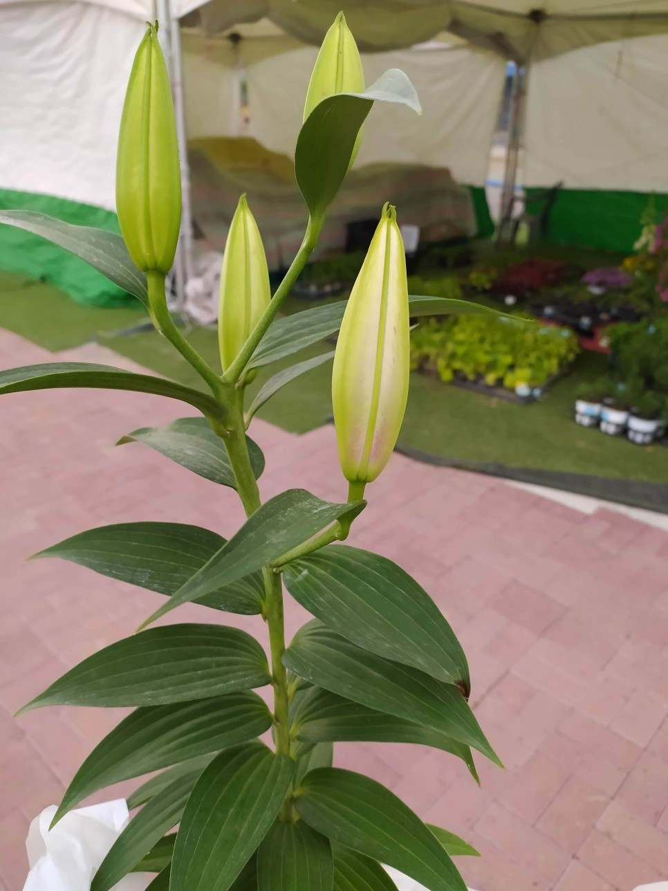 몽산포 물때표 태안 : 몽산포 물때표확인 13