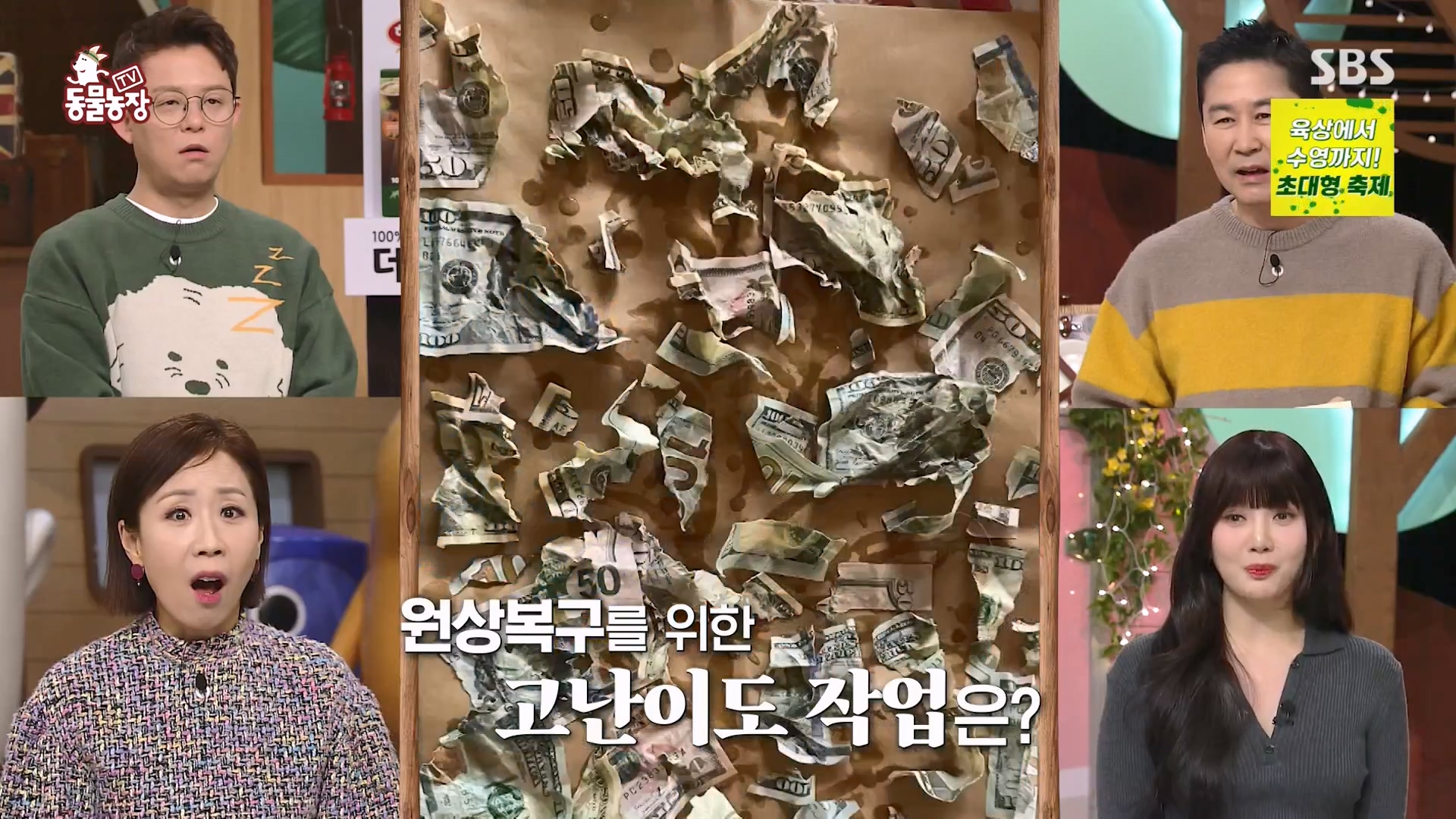 TV 동물농장.E1157.240204p-NEXT.mp4_20240204_164235.007.jpg