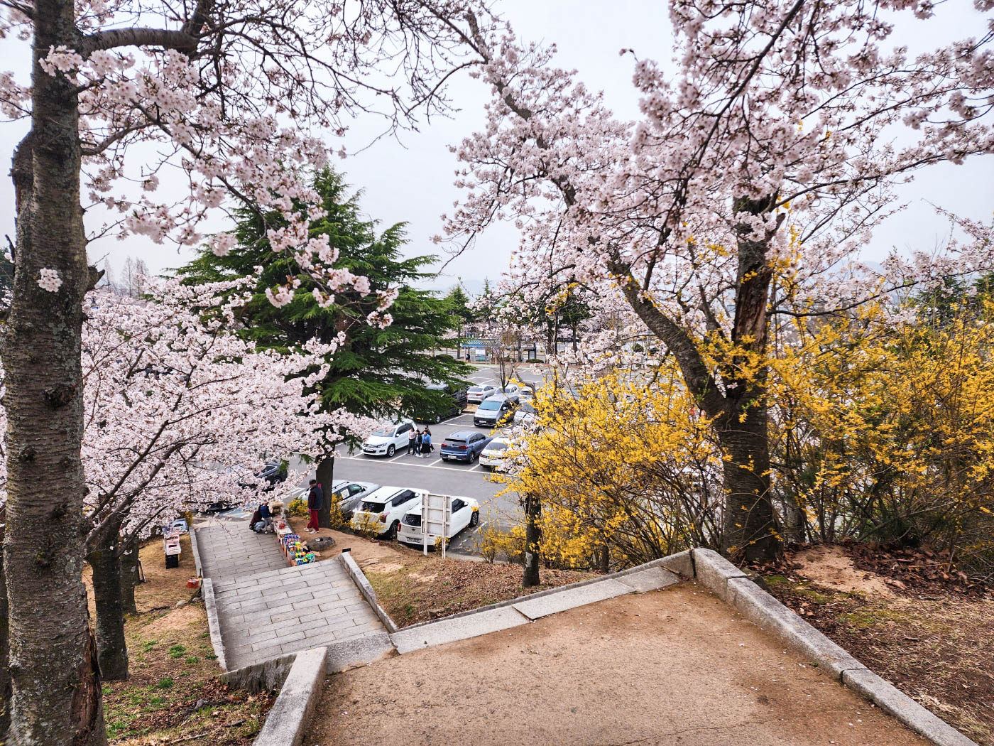 불국사-벚꽃-주차장