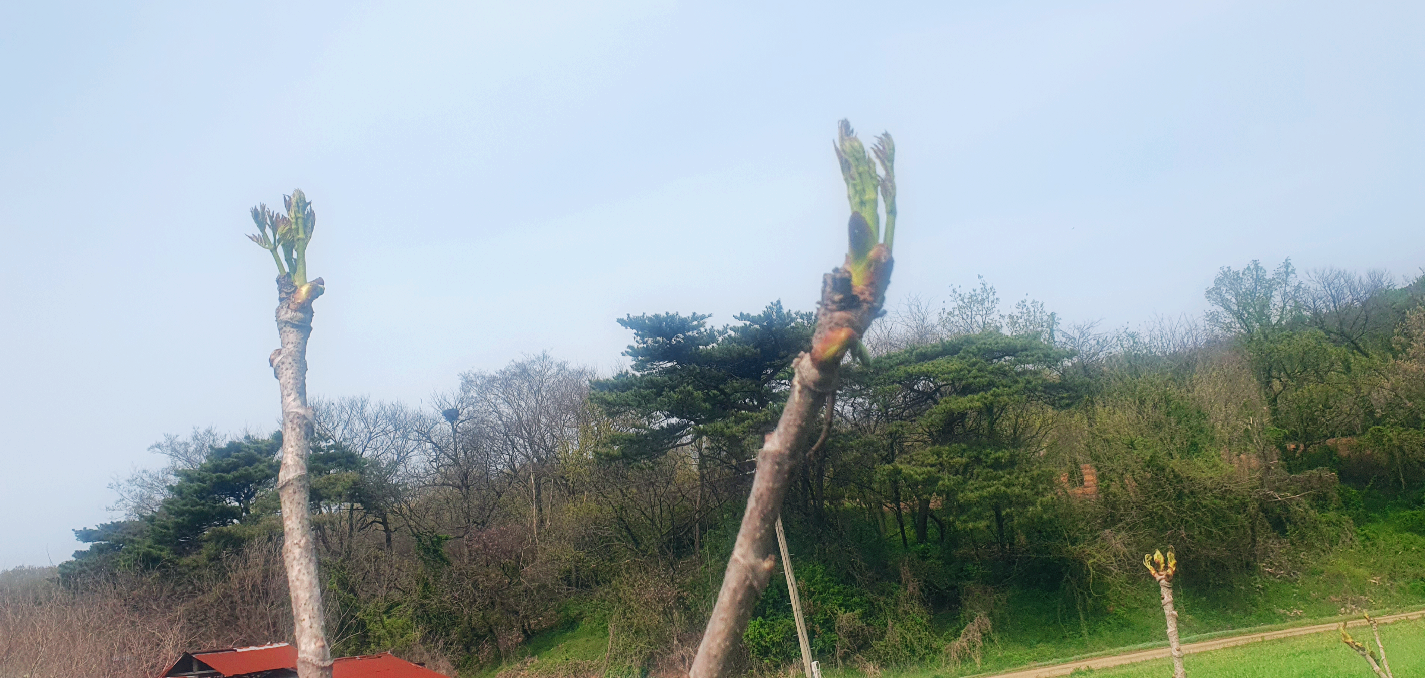 두릅 채취 시기 채취방법