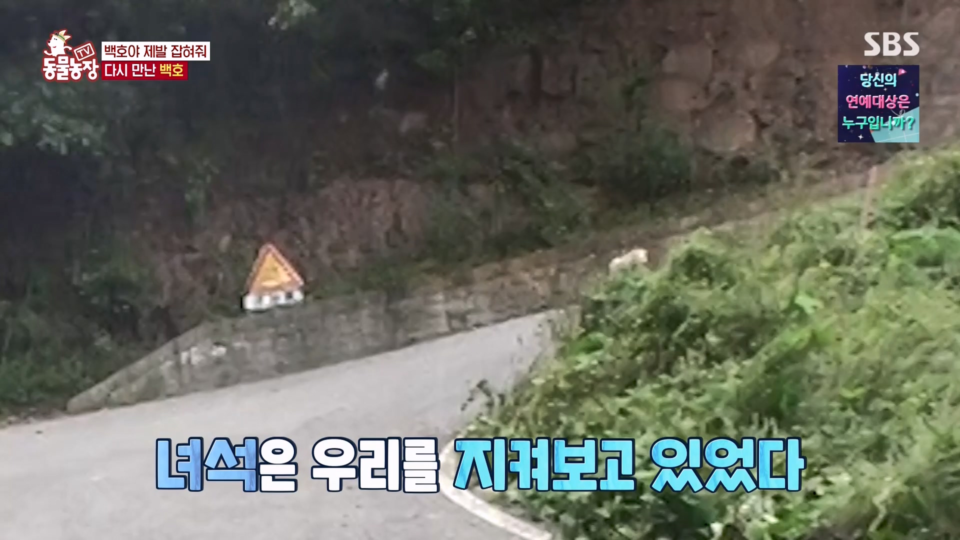 TV 동물농장.E1151.231224p-NEXT.mp4_20231224_154136.623.jpg