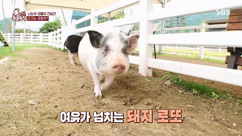 TV 동물농장.E1125.230618p.H264-F1RST.mp4_20230618_192104.319.jpg