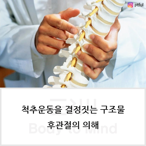  척추운동(spinal movement)을 결정짓는 구조물(structure), 후관절(facet joint)의 이해