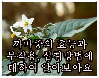 까마중의 효능과 부작용, 섭취방법에 대하여 알아보아요 :: 오늘 하루 까마중의 효능과 부작용, 섭취방법에 대하여 알아보아요 :: 오늘 하루