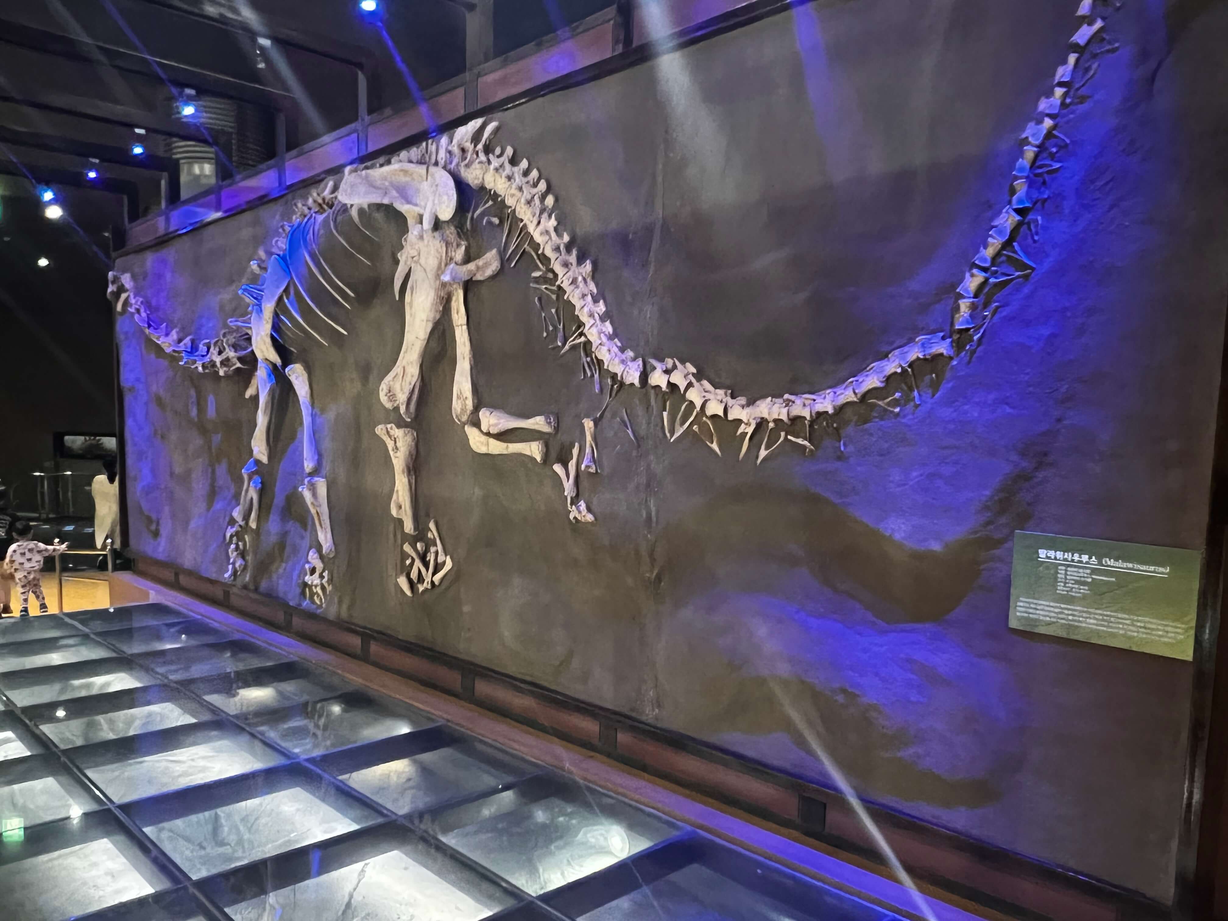 민수랜드-해남공룡박물관 공룡의화석