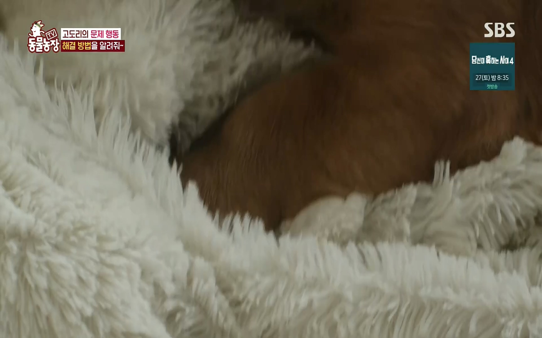 TV 동물농장.E1083.220821p.H264-F1RST.mp4_20220821_183654.232.jpg