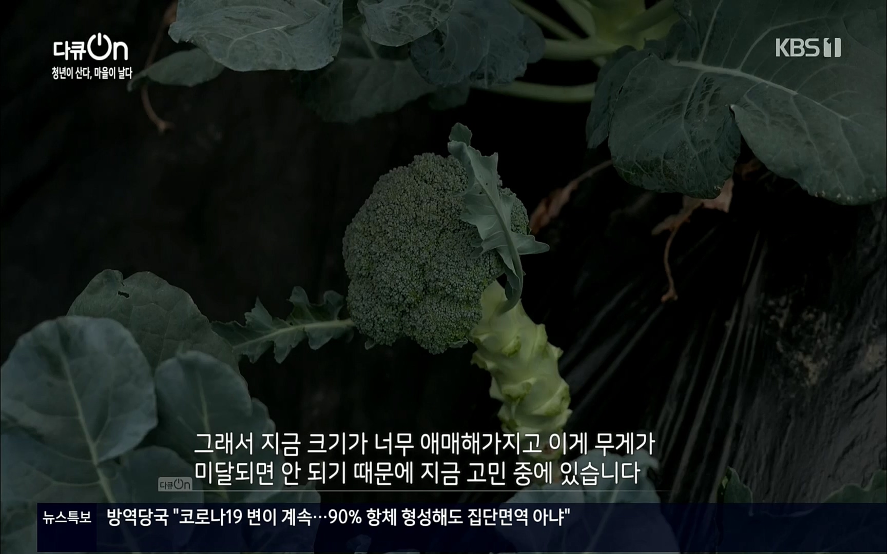 다큐 On.E146.220701p.H264-F1RST.mp4_20220704_205927.883.jpg