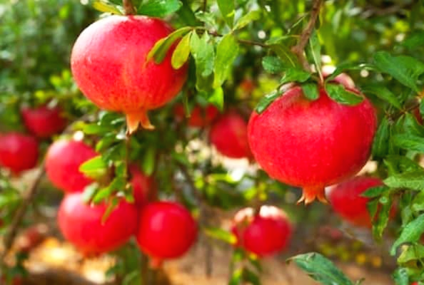  석류즙 효능 부작용/pomegranate