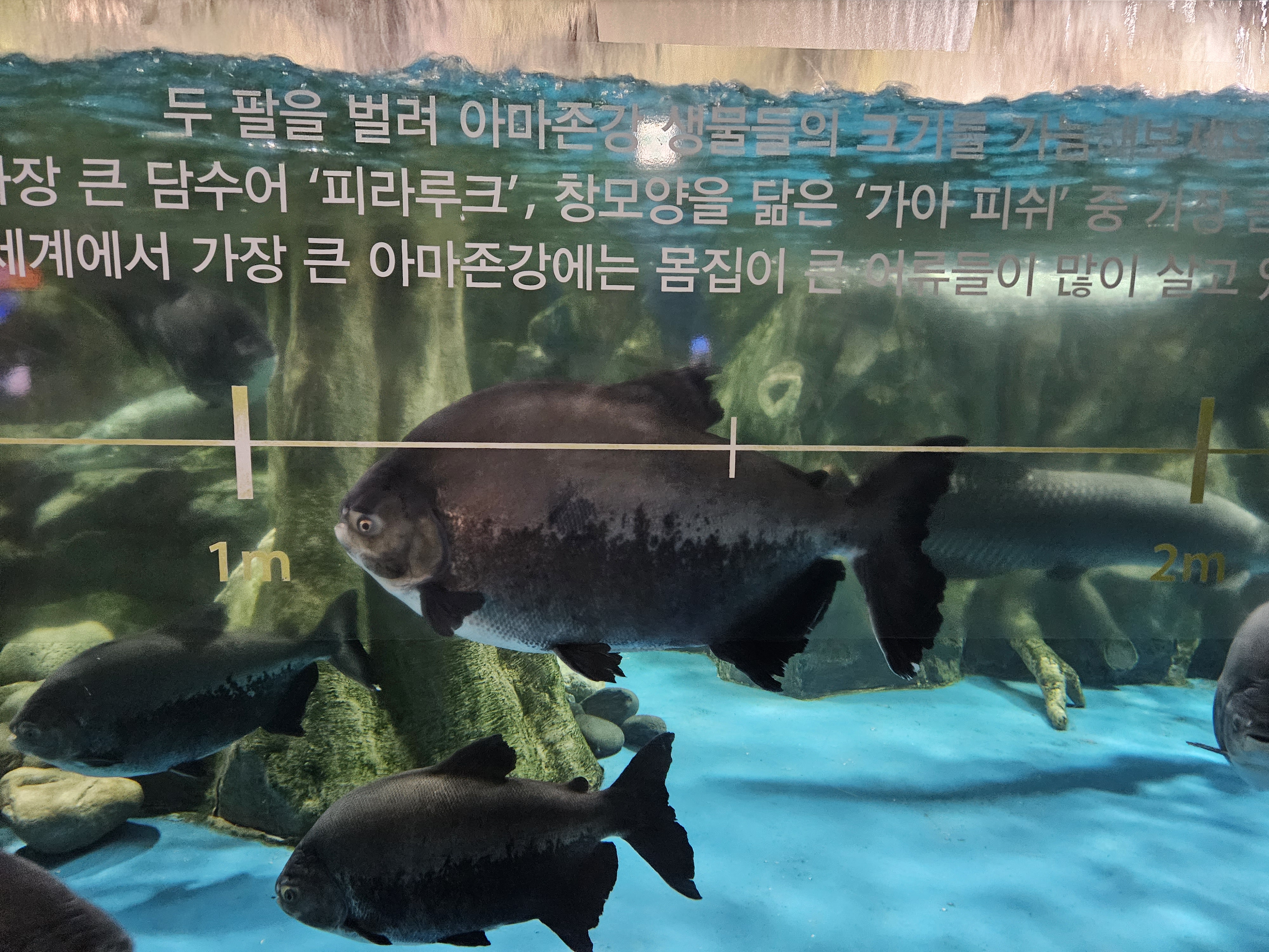 제주도 실내 아이동반 가기좋은 아쿠아플라넷 식당메뉴&amp;#44; 공연시간 정보&amp;#44; 도민할인 금액