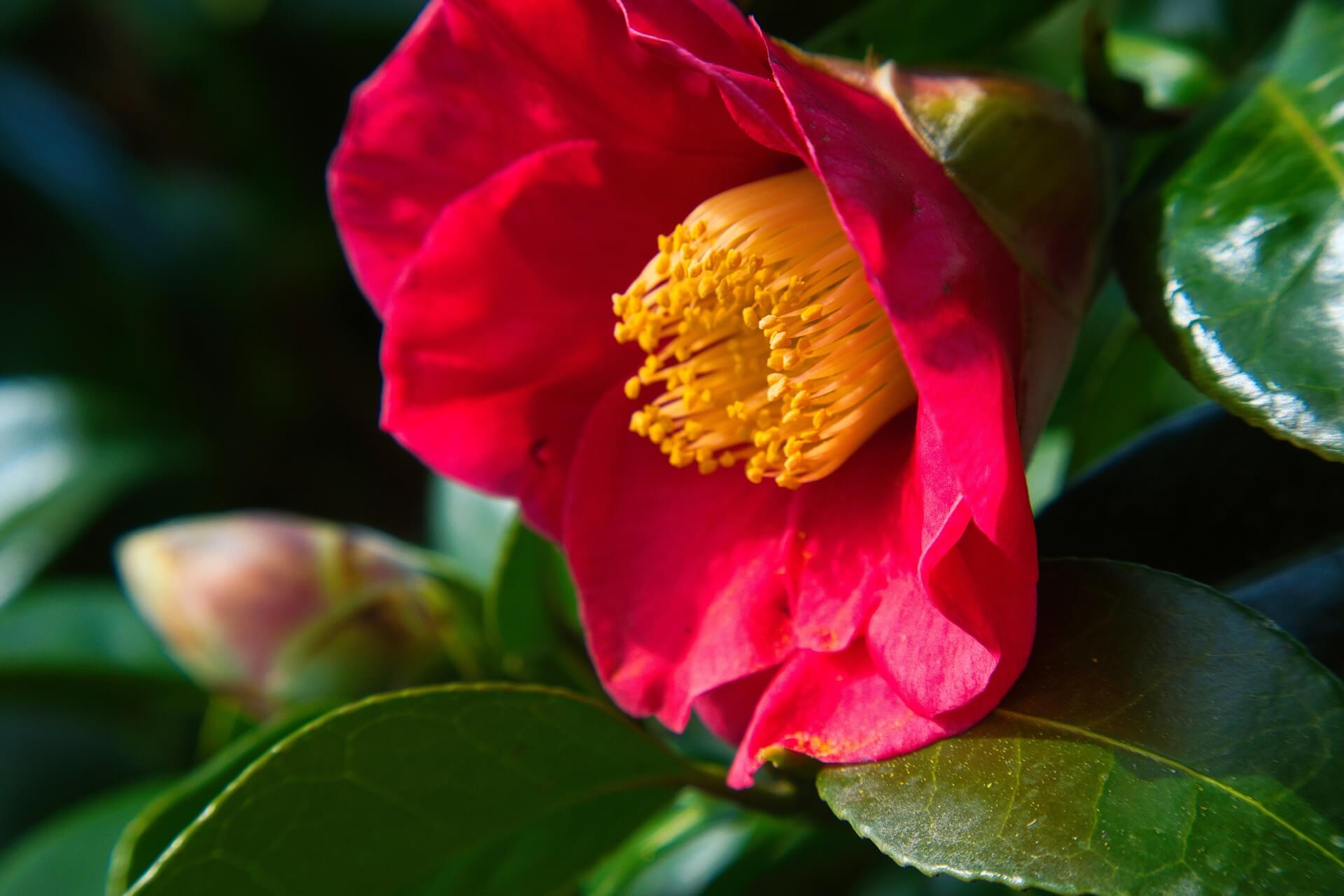 서천 동백꽃 주꾸미축제