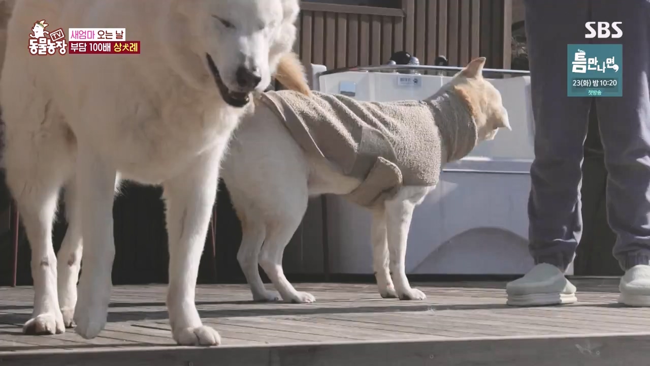 TV 동물농장.E1167.240415p-NEXT.mp4_20240414_160916.104.jpg