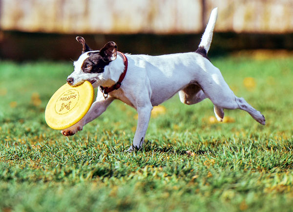 강아지 운동 루틴