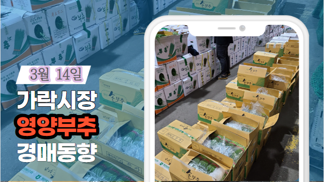  [경매사 일일보고] 3월 14일자 가락시장 영양부추 경매동향을 살펴보겠습니다!