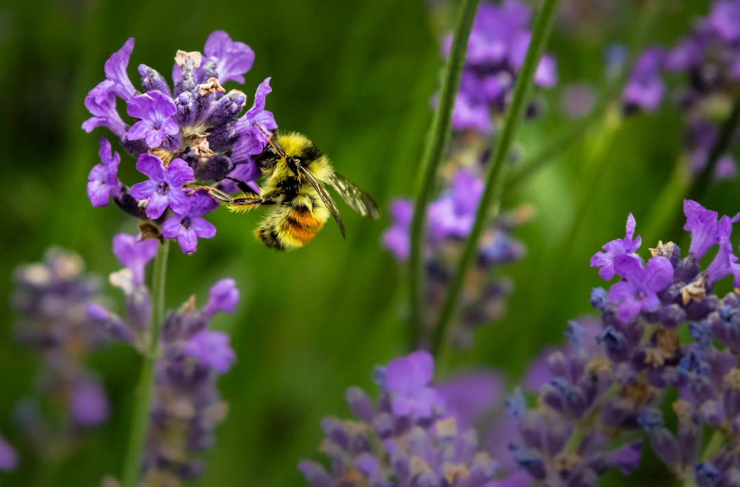Pollen