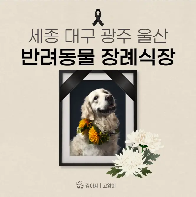  세종 대구 광주 울산 반려동물 장례식장 | 고양이 강아지 장례 화장 업체