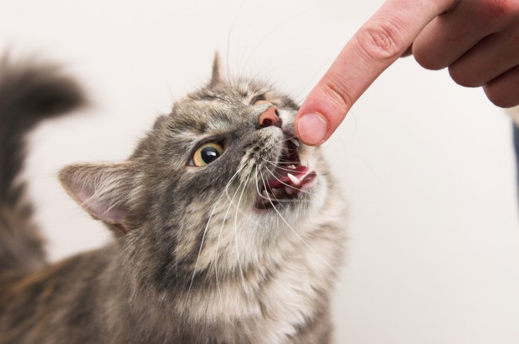  집사를 깨무는 고양이 그 이유를 알아봐요