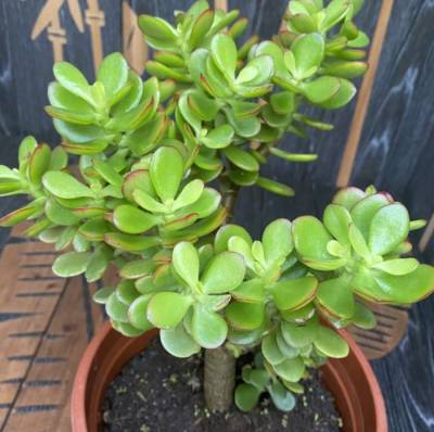 다육식물 : Crassula ovata