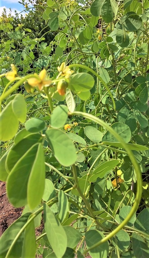 칼세도니 차의 효과