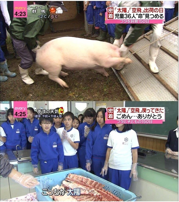  일본 5ch 황당 스레 초등학생들이 열심히 길렀던 돼지가 돼지고기가 돼서 돌아왔다!!!