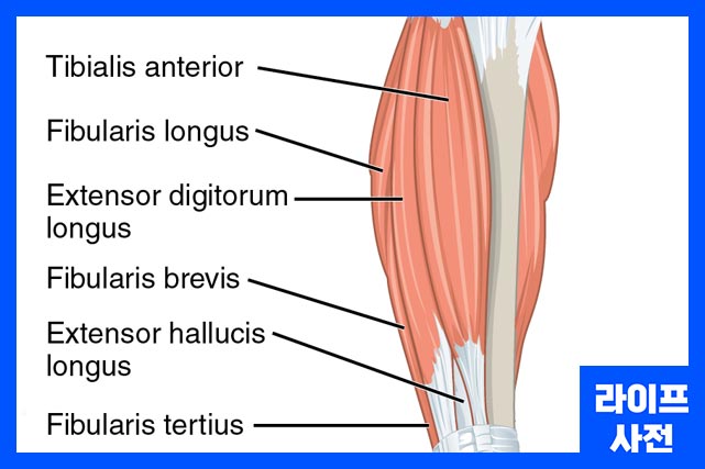 종아리가 아픈이유는 근육 경련&#44; 동맥 협착&#44; 족저근막염 등으로 나타날 수 있다.