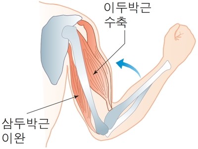 한국인의 부족한 마그네슘 섭취의 문제와 해결 방안 