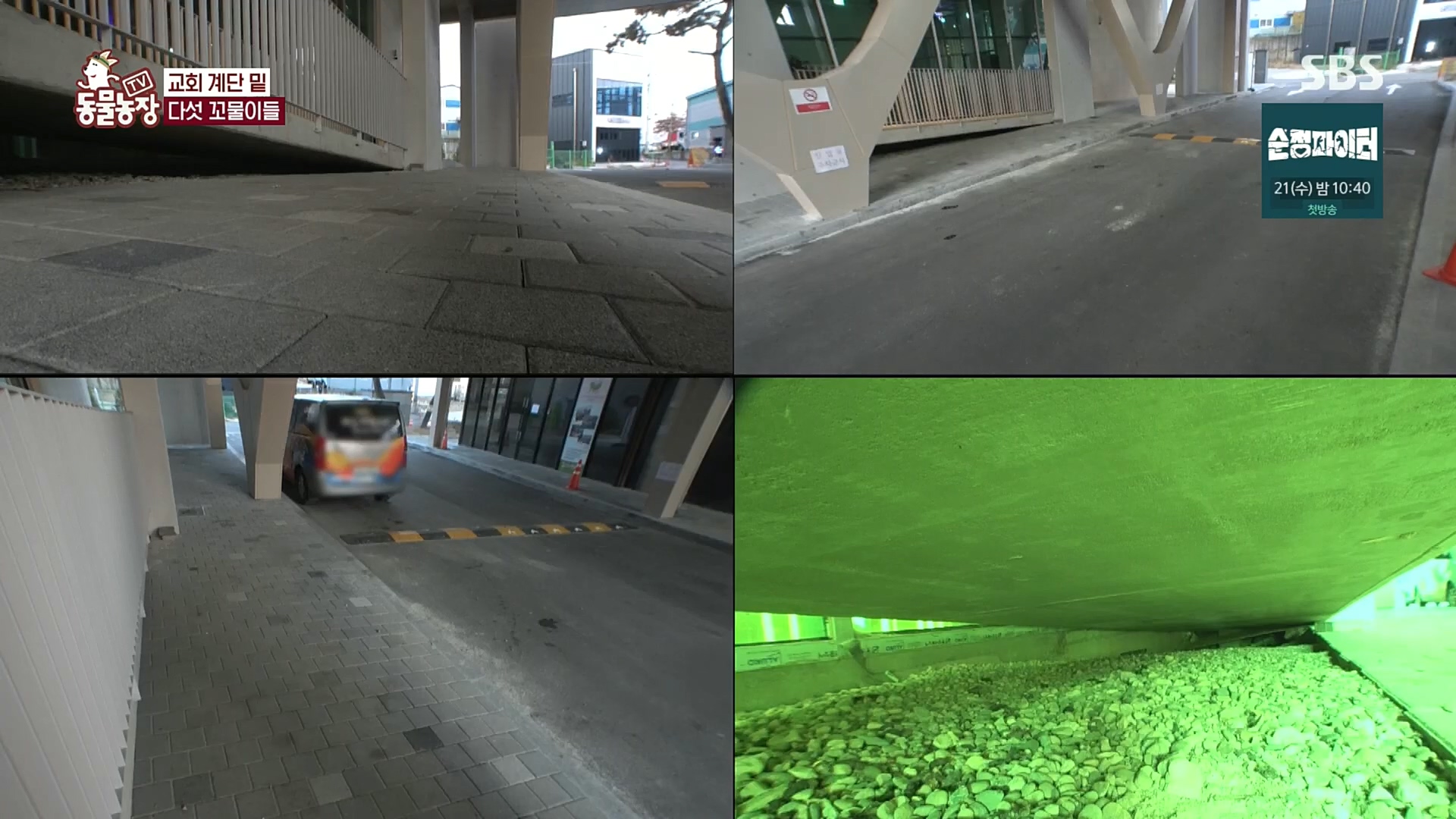 TV 동물농장.E1100.221218p.H264-F1RST.mp4_20221218_183434.993.jpg