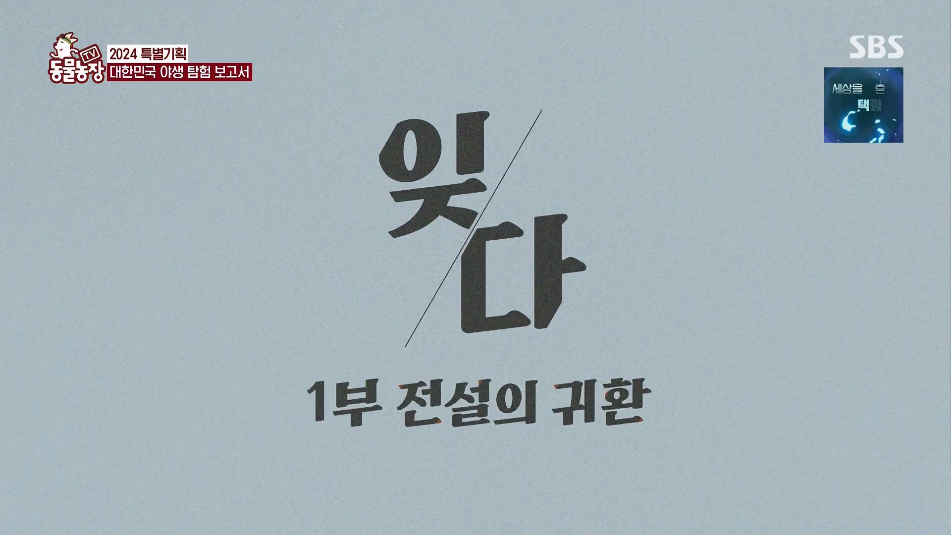 TV 동물농장.E1180.240714p.H264-F1RST.mp4_20240715_194647.640.jpg
