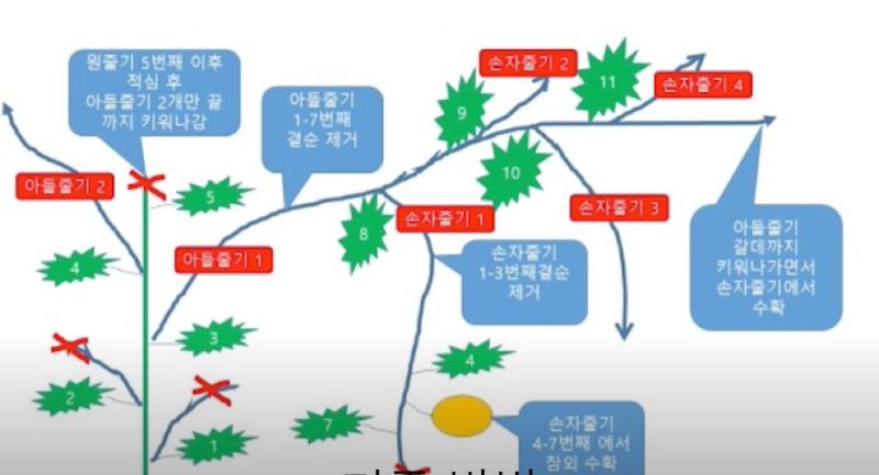 정석대로 하면 확실히 수확량이 많아지고&amp;#44; 열매 품질도 좋아져요. 