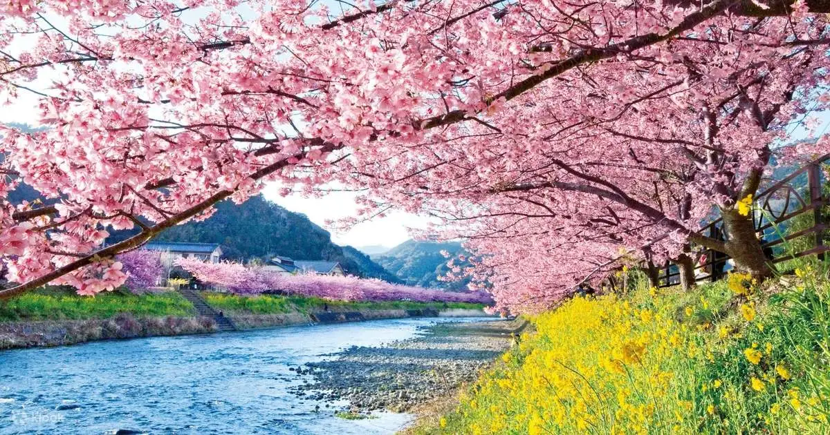 가와즈 벚꽃 축제 (Kawazu Cherry Blossom Festival)