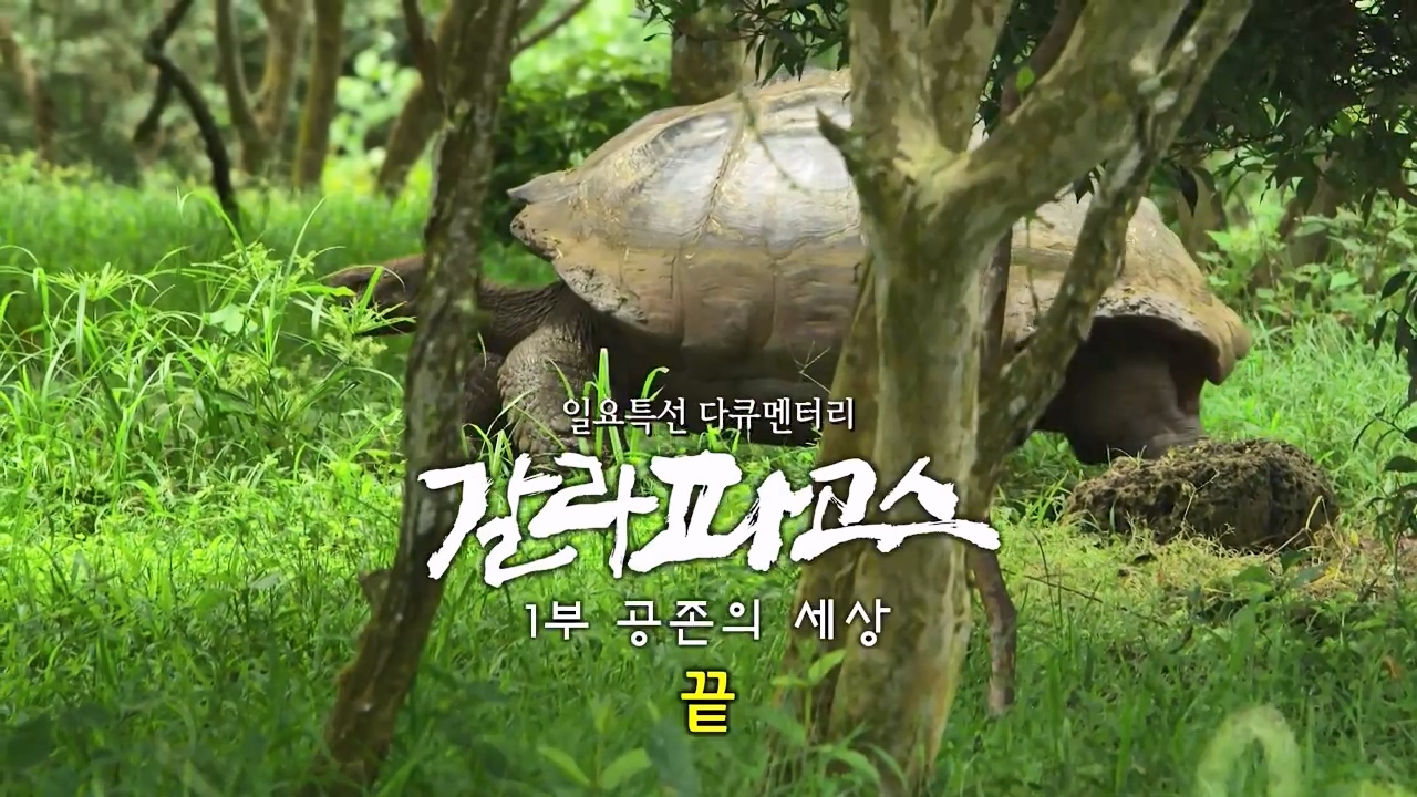 일요특선 다큐멘터리.E325.230724p-NEXT.mp4_20230726_213027.339.jpg