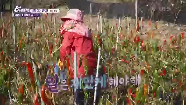 6시 내고향_김장의 필수품 평창 고랭지 배추 - 강원 평창 [슬기로운 두 반장] 슬기로운 어르신들을 찾아서 (충북 제천) [붕붕이가 간다] 철원에 무슨 일이 (강원 철원) [인생은 행복海] 우리는 환상의 사촌 (경남 통영).ts_20231117_205444.794.jpg